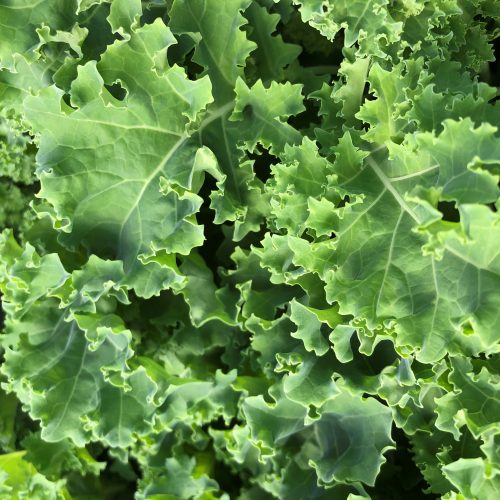 Hydroponic Kale