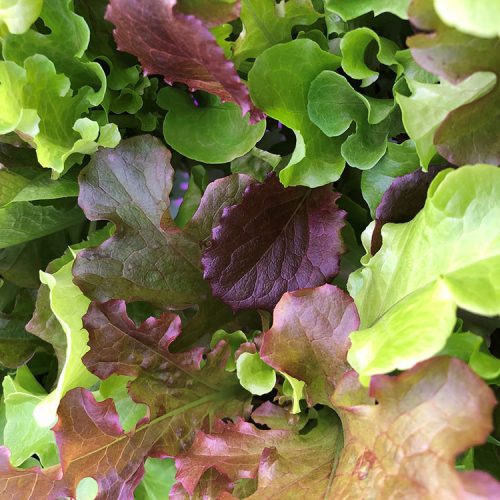 Hydroponic Spring Mix Lettuce